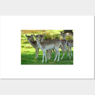 Fallow Deer Posters and Art